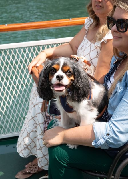 Canine Cruise Slideshow5