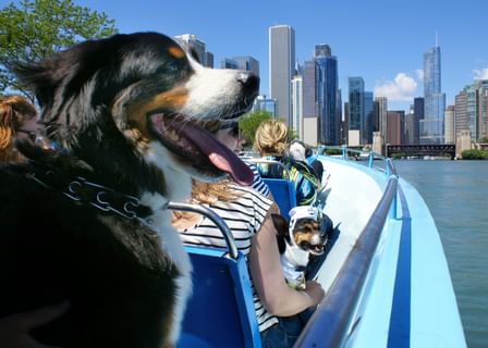 Canine Cruise Slideshow4